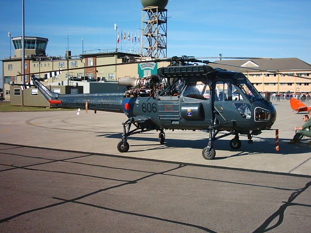Wasp